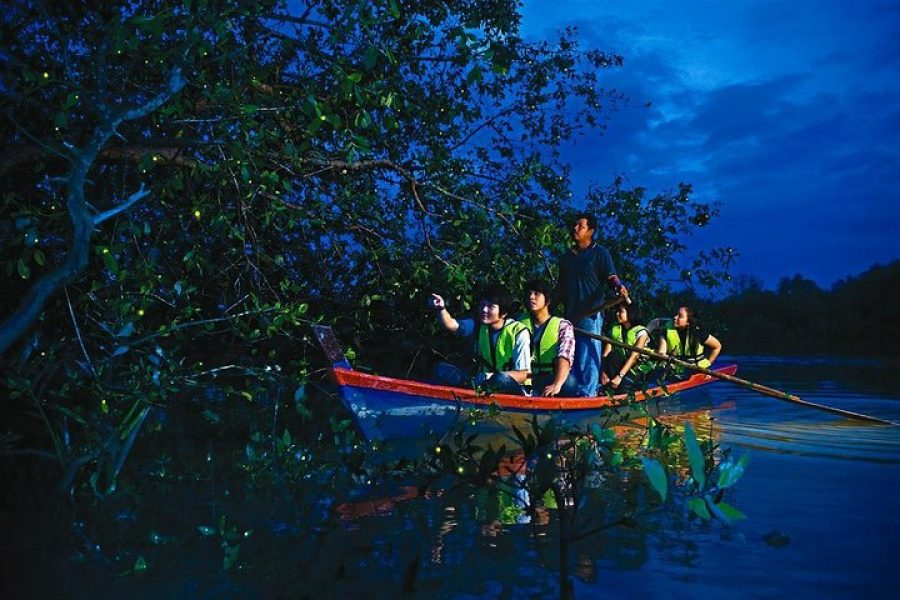 Amazing Fireflies With Blue Tears Watching & Kuala Selangor Tour