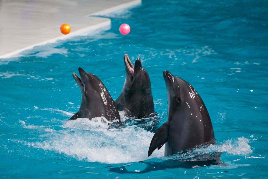 Dubai Dolphinarium From Abu Dhabi (Without Transfers)