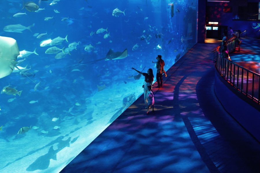 SEA Aquarium Tickets – for Tourist