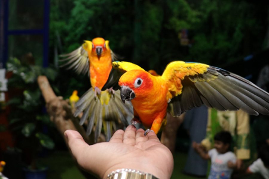 Bird Show in Creek Park – Dubai