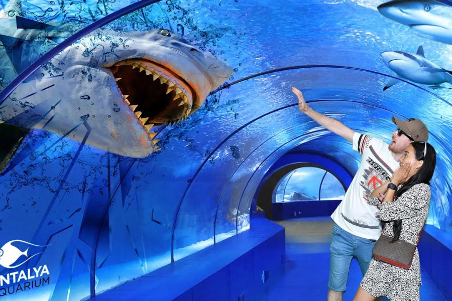 4-Hour Guided Antalya Aquarium Tour