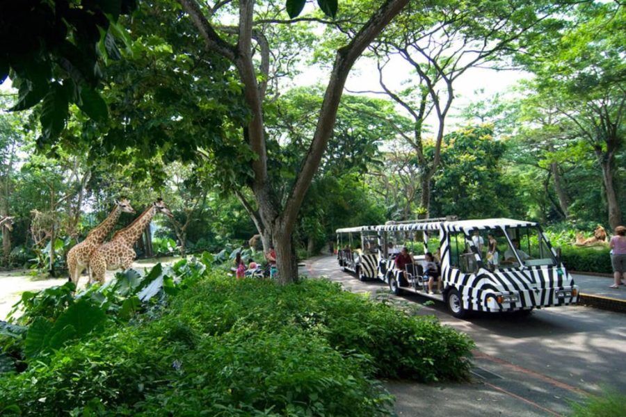 Singapore Zoo with Tram Ride – Ticket Only